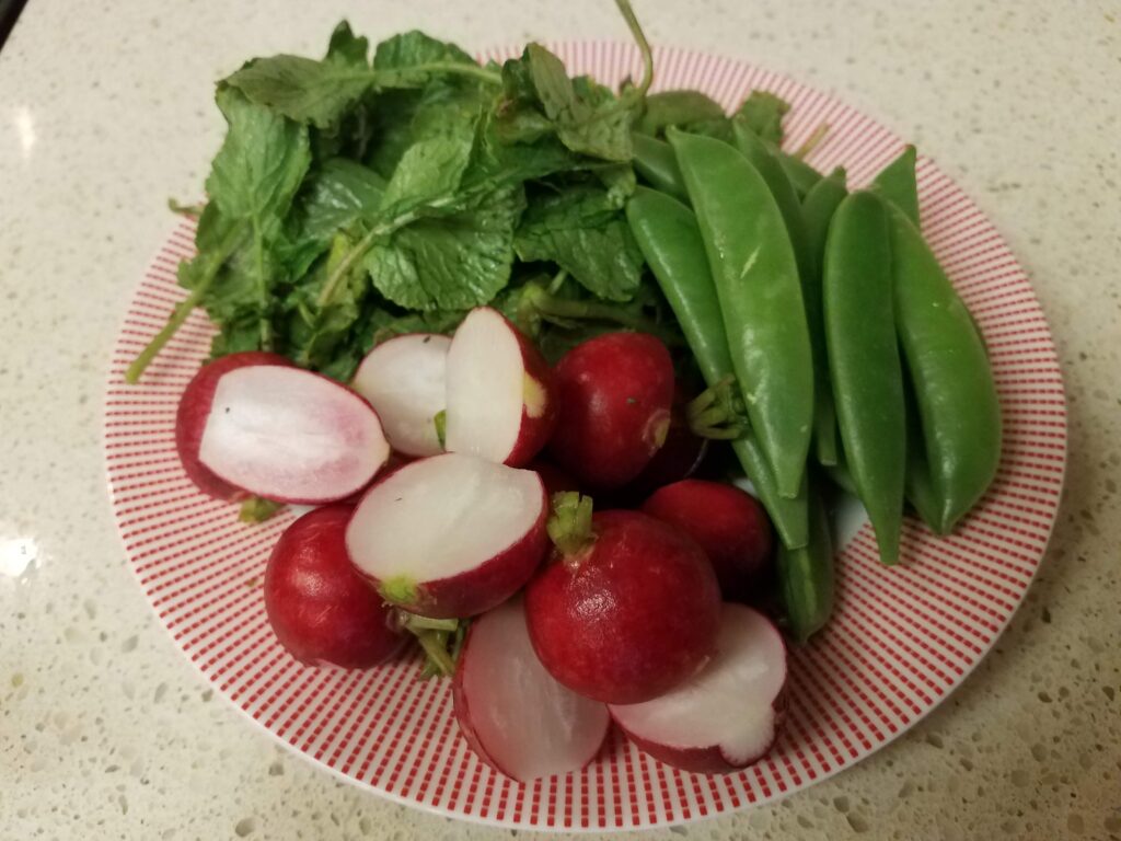 Radishes and tops, snap peas